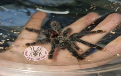 Avicularia Avicularia Sling Tarantula